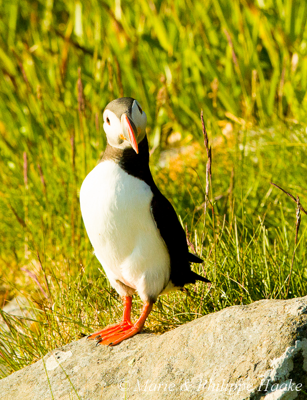 Macareux 3205.jpg - Macareux moine, Fratercula arctica, Atlantic Puffin (Norvège, juin 2012)